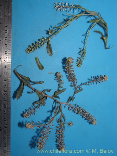 Image of Brassicaceae sp. #2010 (). Click to enlarge parts of image.