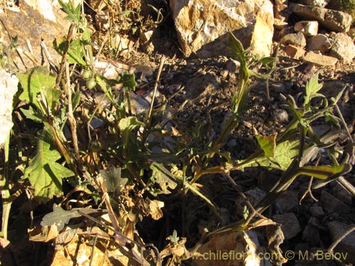 Image of Solanum pulchellum (). Click to enlarge parts of image.