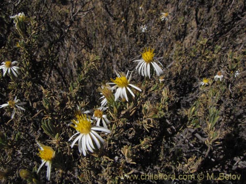 Image of Asteraceae sp. #3178 (). Click to enlarge parts of image.
