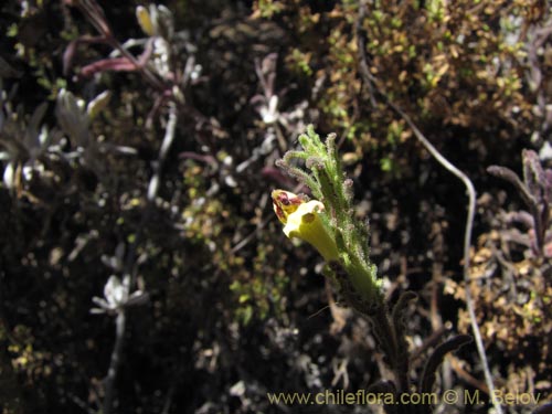 Bartsia peruviana的照片