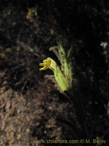 Image of Bartsia peruviana (). Click to enlarge parts of image.