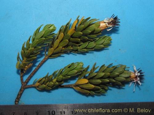 Image of Plazia daphnoides (). Click to enlarge parts of image.