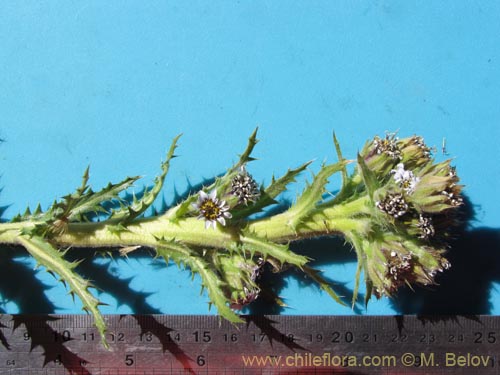 Image of Leucheria daucifolia (). Click to enlarge parts of image.