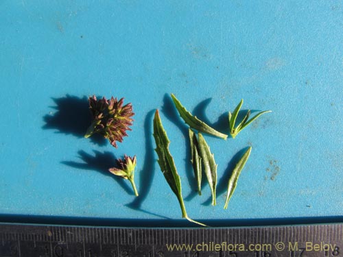 Image of Asteraceae sp. #2092 (). Click to enlarge parts of image.