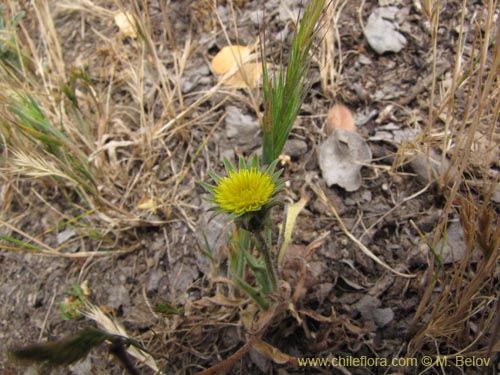 Image of Asteraceae sp. #2202 (). Click to enlarge parts of image.