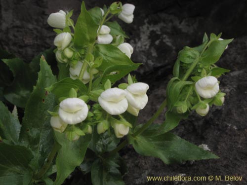 Image of Calceolaria nitida (). Click to enlarge parts of image.