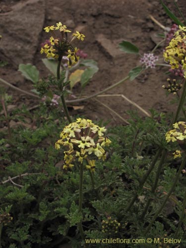 Image of Verbena sulphurea (Verbena amarilla). Click to enlarge parts of image.