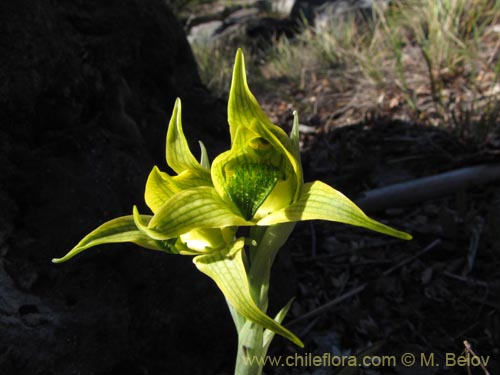Image of Chloraea sp. #2119 (). Click to enlarge parts of image.