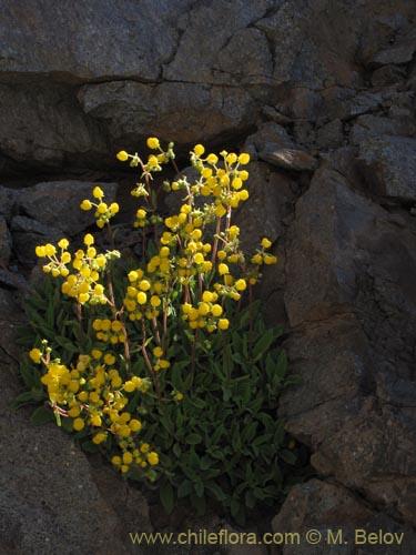 Image of Calceolaria pallida (). Click to enlarge parts of image.
