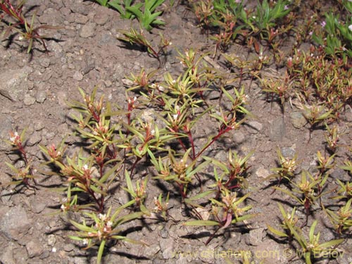 Gayophytum humile의 사진