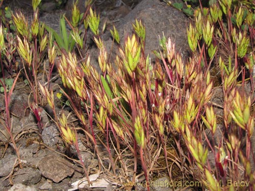 Image of Poaceae sp. #2175 (). Click to enlarge parts of image.