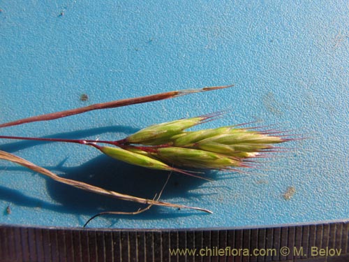 Image of Poaceae sp. #2175 (). Click to enlarge parts of image.