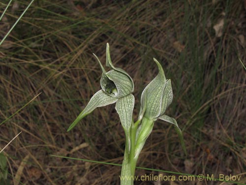 Bild von Chloraea grandiflora (). Klicken Sie, um den Ausschnitt zu vergrössern.