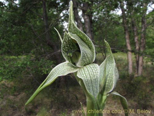 Chloraea grandifloraの写真