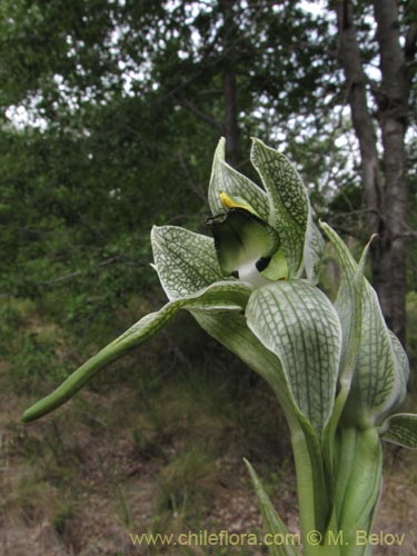 Image of Chloraea grandiflora (). Click to enlarge parts of image.