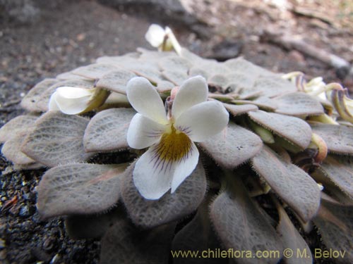 Image of Viola rosulata (). Click to enlarge parts of image.