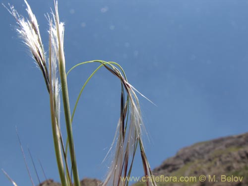 Image of Poaceae sp. #2146 (). Click to enlarge parts of image.