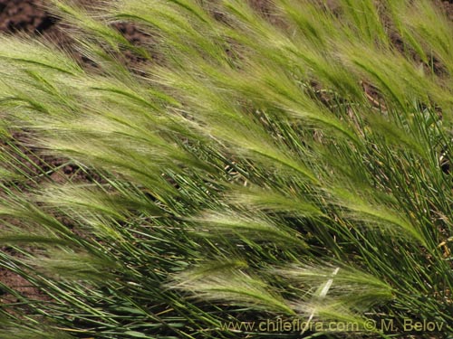 Image of Poaceae sp. #2145 (). Click to enlarge parts of image.