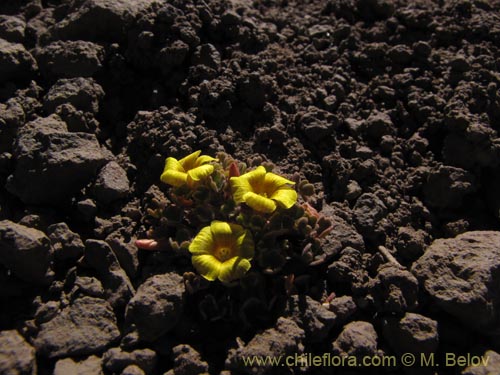 Image of Oxalis compacta (). Click to enlarge parts of image.
