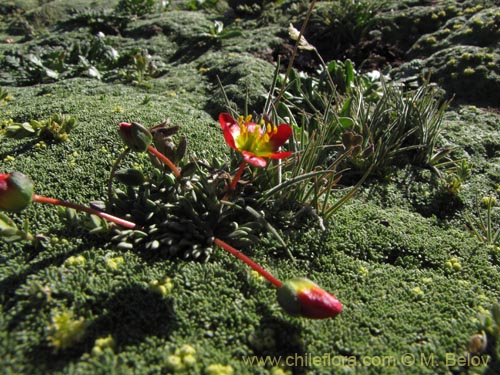 Image of Calandrinia caespitosa (). Click to enlarge parts of image.