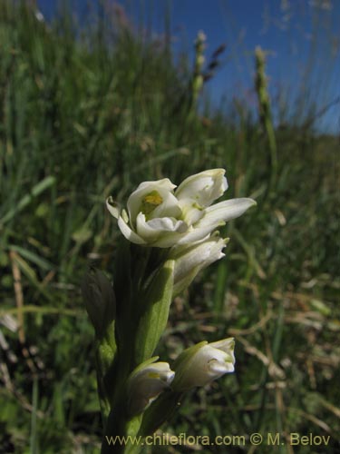 Image of Chloraea chica (). Click to enlarge parts of image.