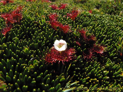 Image of Drosera uniflora (). Click to enlarge parts of image.