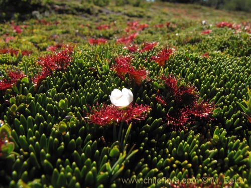 Bild von Drosera uniflora (). Klicken Sie, um den Ausschnitt zu vergrössern.