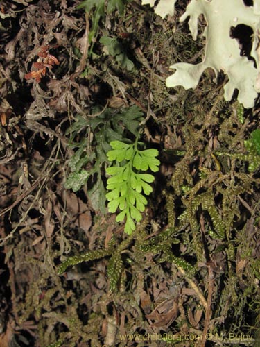 Image of Asplenium dareoides (). Click to enlarge parts of image.