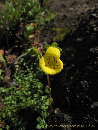 Фотография Calceolaria tenella (). Щелкните, чтобы увеличить вырез.