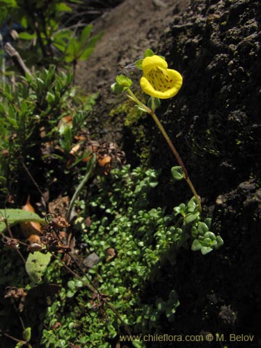 Calceolaria tenella的照片
