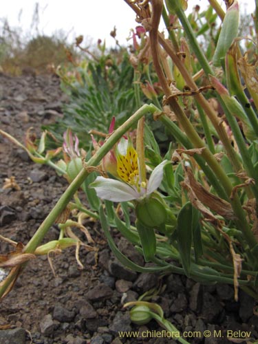 Alstroemeria graminea的照片