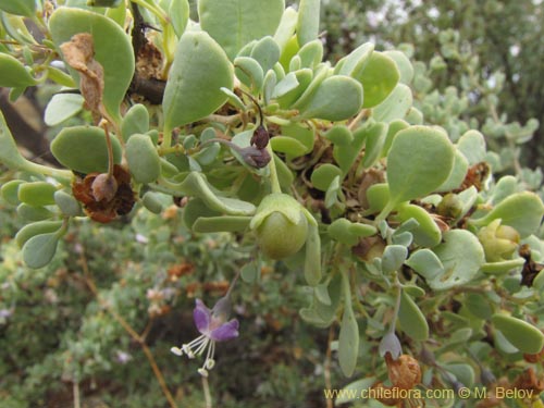 Image of Grabowskia glauca (). Click to enlarge parts of image.