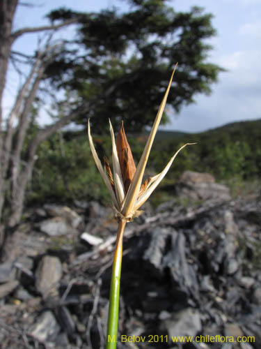 Image of Marsippospermum grandiflorum (Junco de Magallanes). Click to enlarge parts of image.
