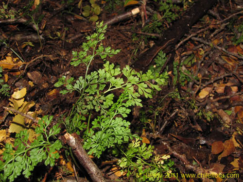 Imágen de Planta no identificada (Fern) sp. #3187 (). Haga un clic para aumentar parte de imágen.