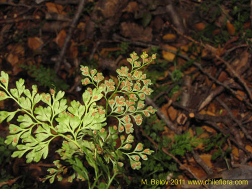 Imágen de Planta no identificada (Fern) sp. #3187 (). Haga un clic para aumentar parte de imágen.