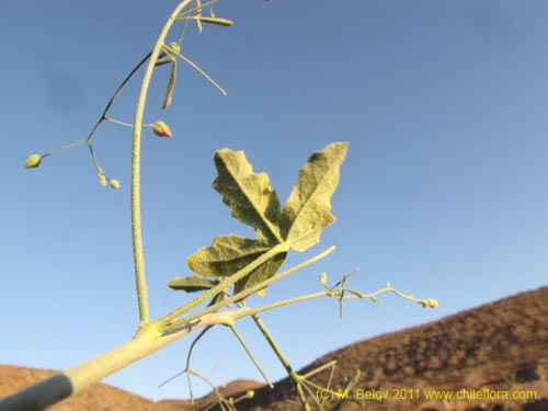 Bild von Cristaria sp. #3095 (). Klicken Sie, um den Ausschnitt zu vergrössern.