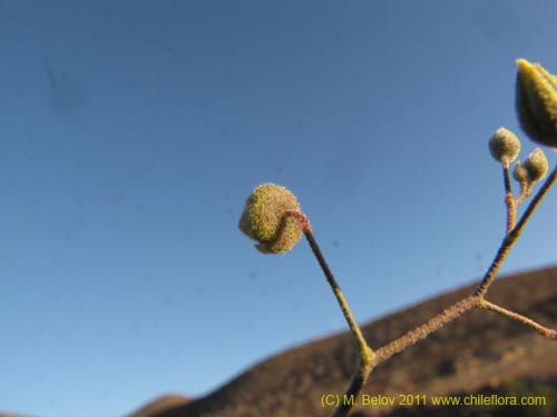 Bild von Cristaria sp. #3095 (). Klicken Sie, um den Ausschnitt zu vergrössern.