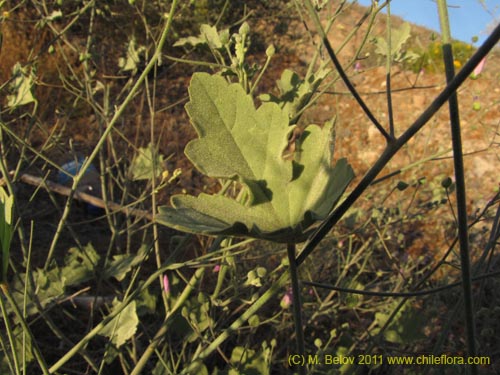 Bild von Cristaria sp. #3095 (). Klicken Sie, um den Ausschnitt zu vergrössern.