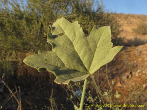 Bild von Cristaria sp. #3095 (). Klicken Sie, um den Ausschnitt zu vergrössern.