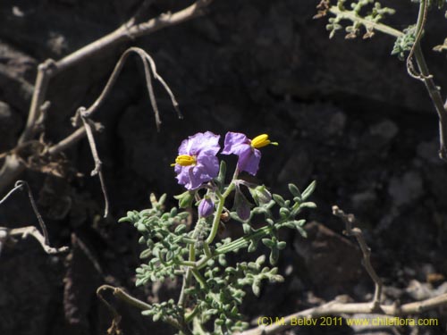 Solanum sp. #2298の写真