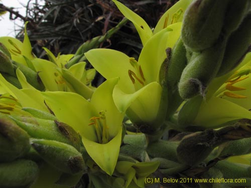 Image of Puya boliviensis (). Click to enlarge parts of image.
