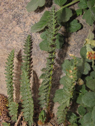 Image of Unidentified Plant (Fern) sp. #3188 (). Click to enlarge parts of image.