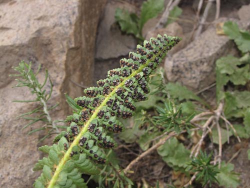 没断定的植物 (Fern) sp. #3188的照片