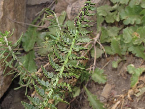 Image of Unidentified Plant (Fern) sp. #3188 (). Click to enlarge parts of image.