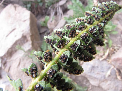 Image of Unidentified Plant (Fern) sp. #3188 (). Click to enlarge parts of image.