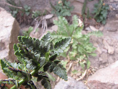 Image of Unidentified Plant (Fern) sp. #3188 (). Click to enlarge parts of image.