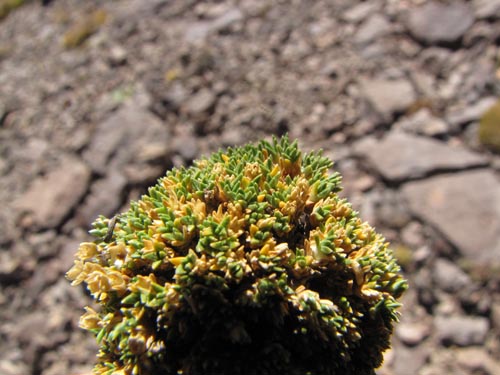 Image of Colobanthus lycopodioides (). Click to enlarge parts of image.