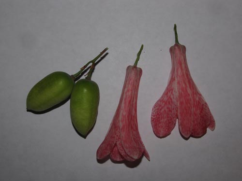 Lapageria rosea的照片