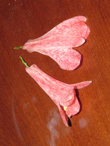Image of Lapageria rosea (). Click to enlarge parts of image.