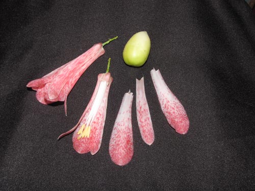 Image of Lapageria rosea (). Click to enlarge parts of image.